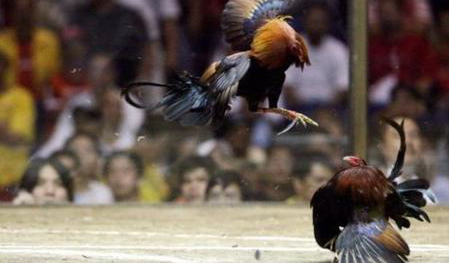 combat.coq.jpg
