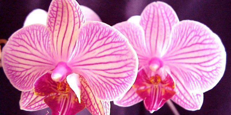 orchidee.rose.jpg