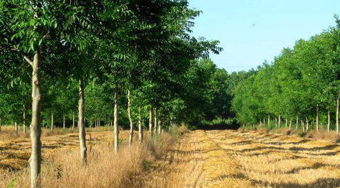 agroforesterie.jpg