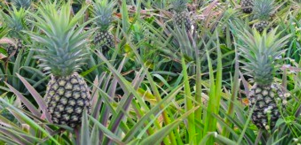 ananas2.jpg