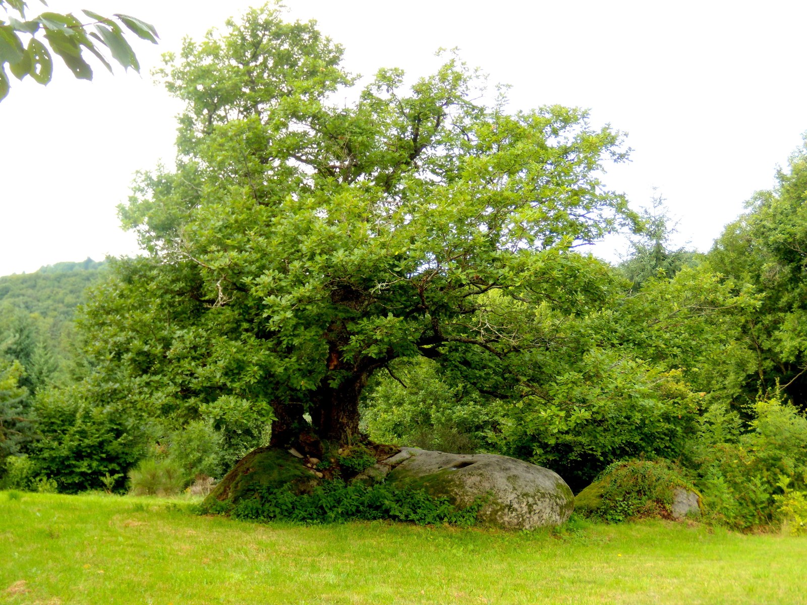 arbre16.auvergne.chene.jpg