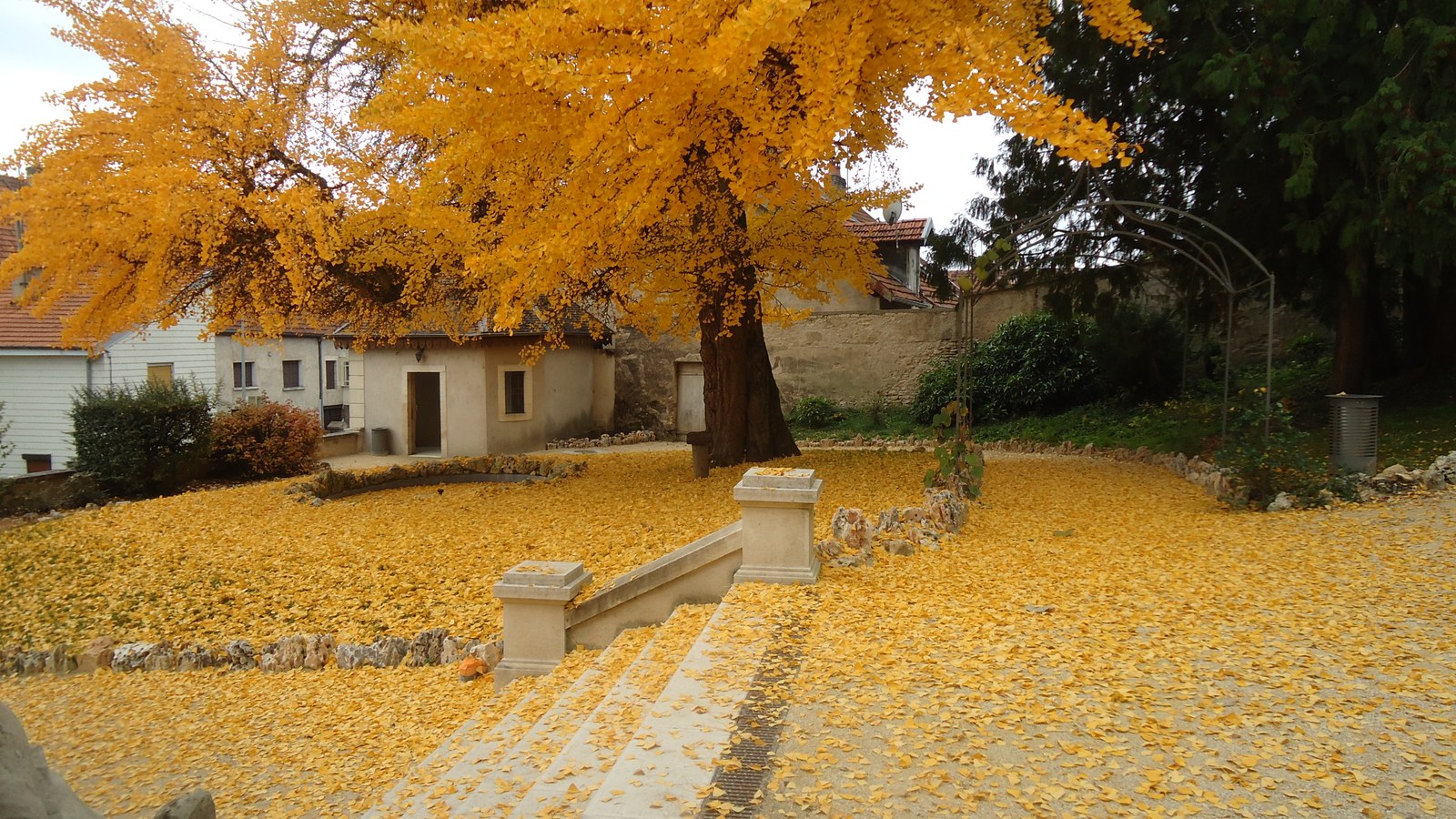 arbre16.ginkgo.biloba.bourgogne.jpg