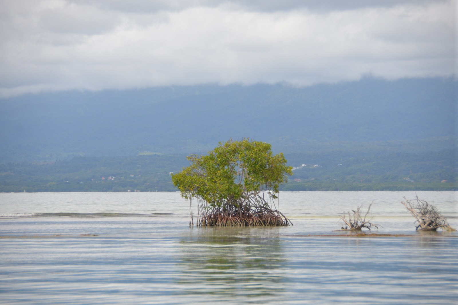 arbre16.guadeloupe.rhizophora.jpg