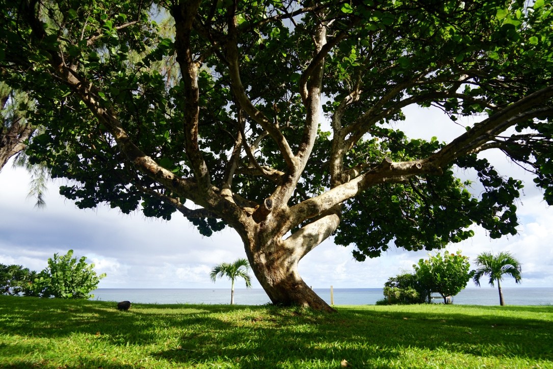 arbre16.lareunion.raisindemer.jpg