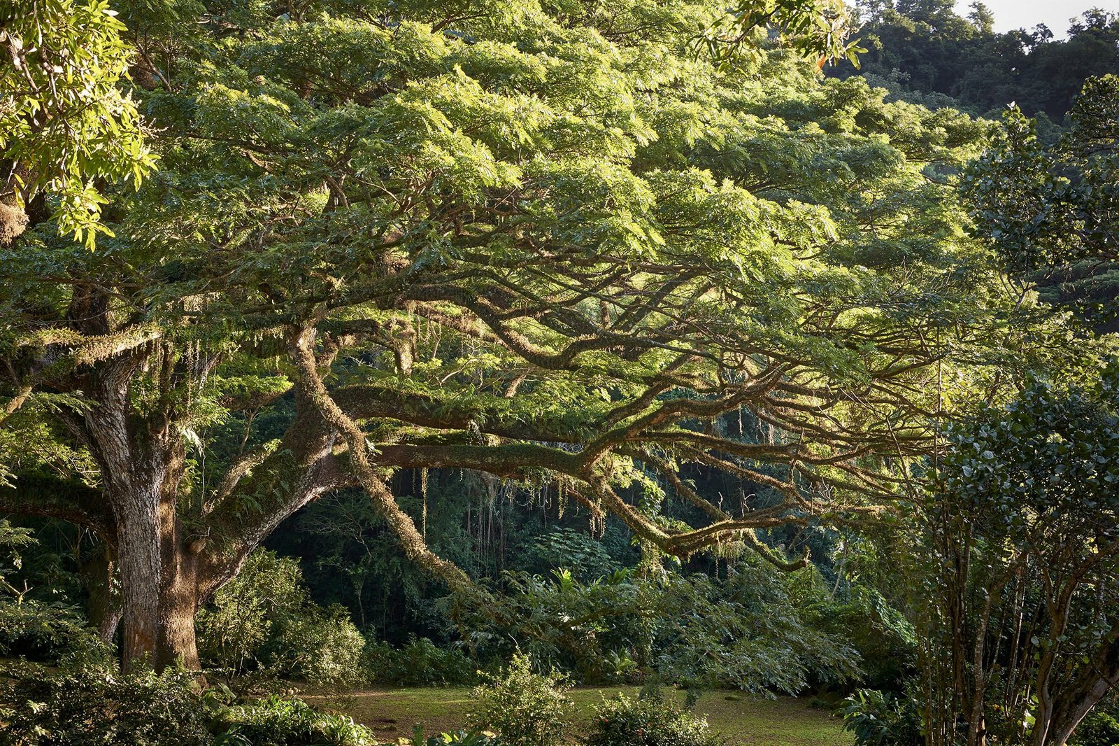 arbre16.martinique.zamana.jpg