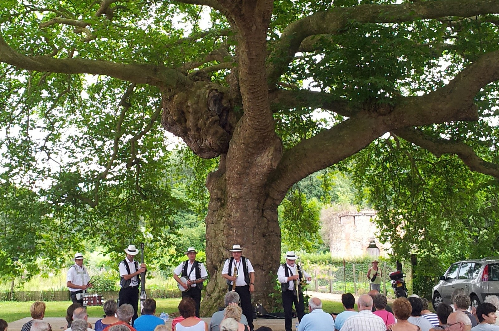 arbre16.normandie.platanus.orientalis.jpg