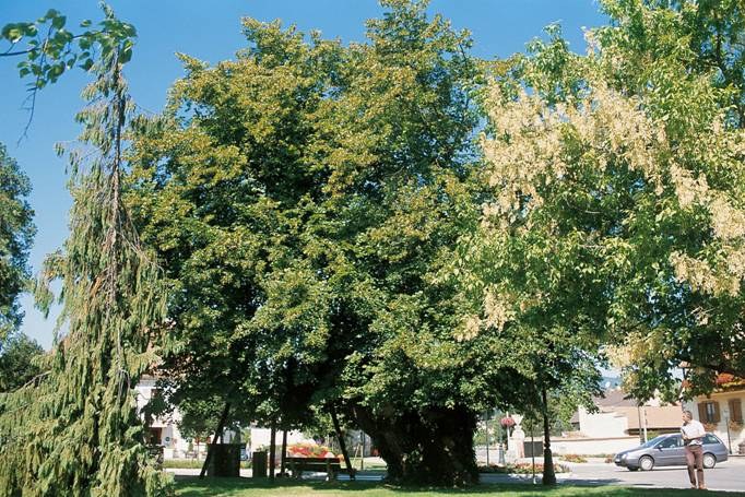 arbre16.tilleul.alsace.jpg