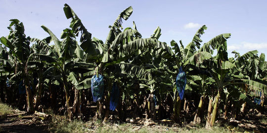 banane.carbet.jpg