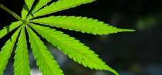 cannabis.3.jpg