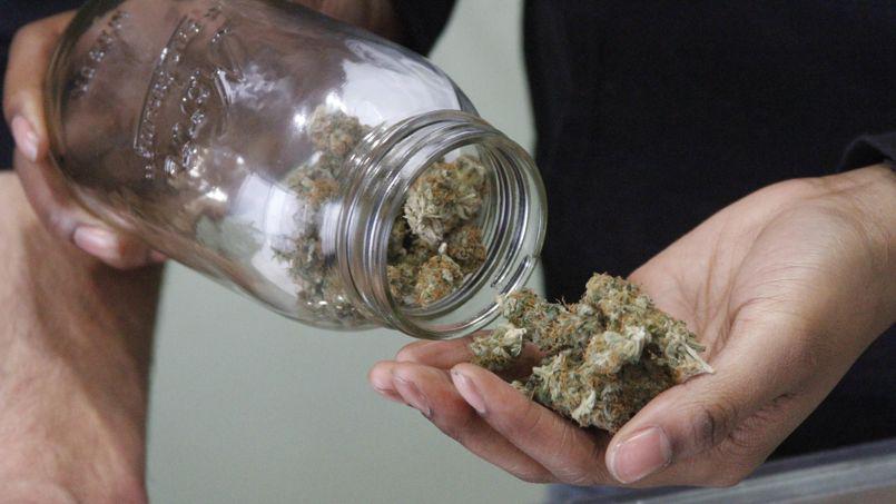 cannabis.jamaique.jpg