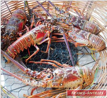 chlordecone.langoustes.jpg chlordecone.langoustes.jpg