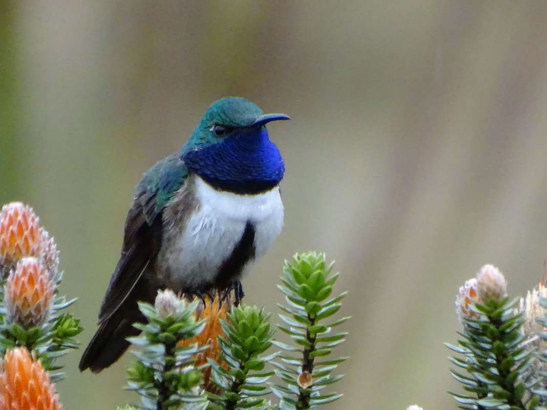 colibri.bleu.equateur.jpg