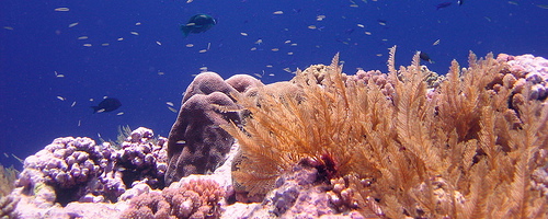 corail1..jpg