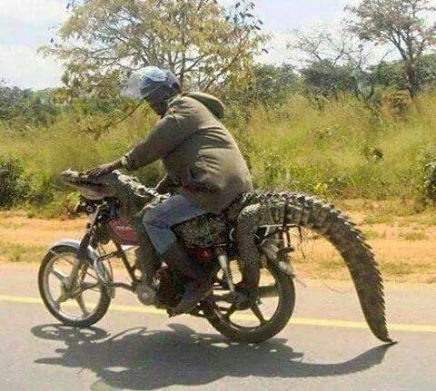crocodile.mq.jpg