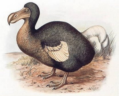 dodo.jpg