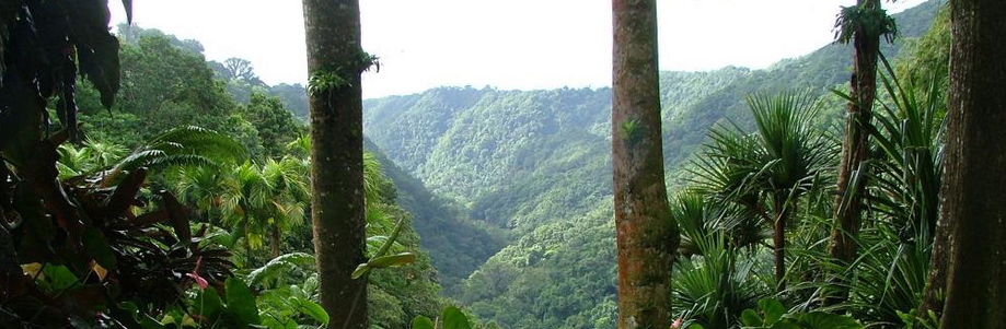 foret.balata.jpg