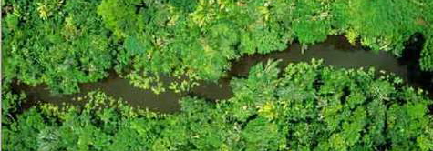 foretamazonie.jpg