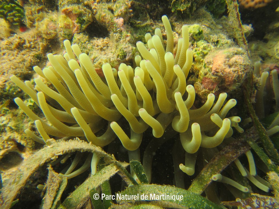 madibenthos.corail1.jpg