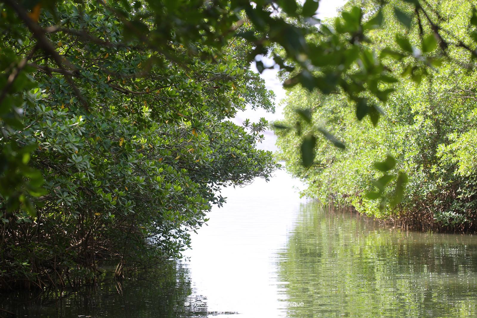 mangrove.genipa1.jpg