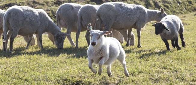 mouton.paris.jpg