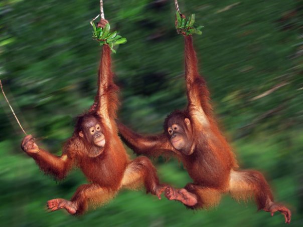 orang-outan3.jpg