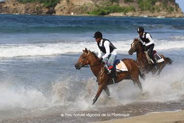 pnm.15.08.16.chevaux1.jpg