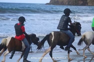 pnm.15.08.poney.jpg
