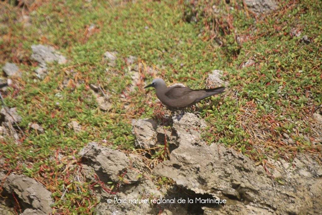 pnm.reserve.oiseau.jpg