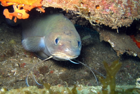poisson2.jpg