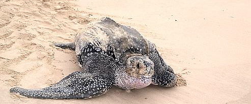 tortue.luth2.jpg